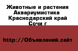 Животные и растения Аквариумистика. Краснодарский край,Сочи г.